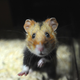 A hamster, not Goxx.